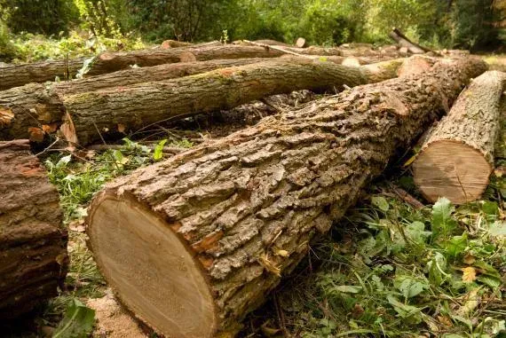 Bois de chêne près de Manosque