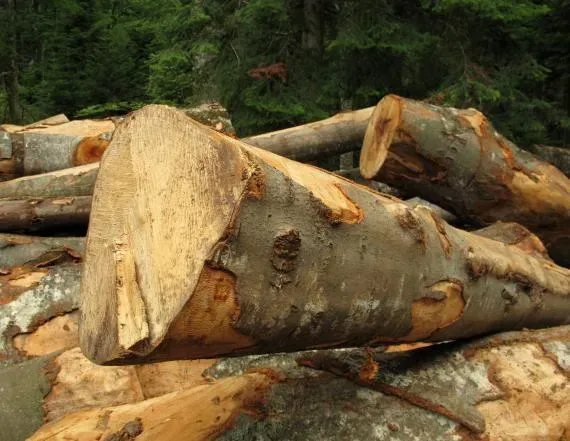 travail en autonomie sur bois