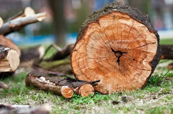 entrerprise locale bois tronc