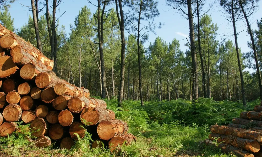 Commande de bois près de Manosque