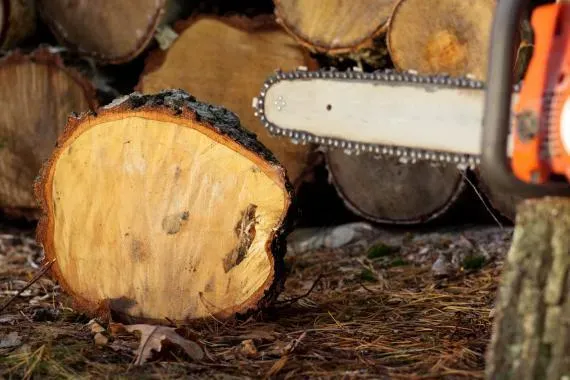 tronçonneuse et boiswebp
